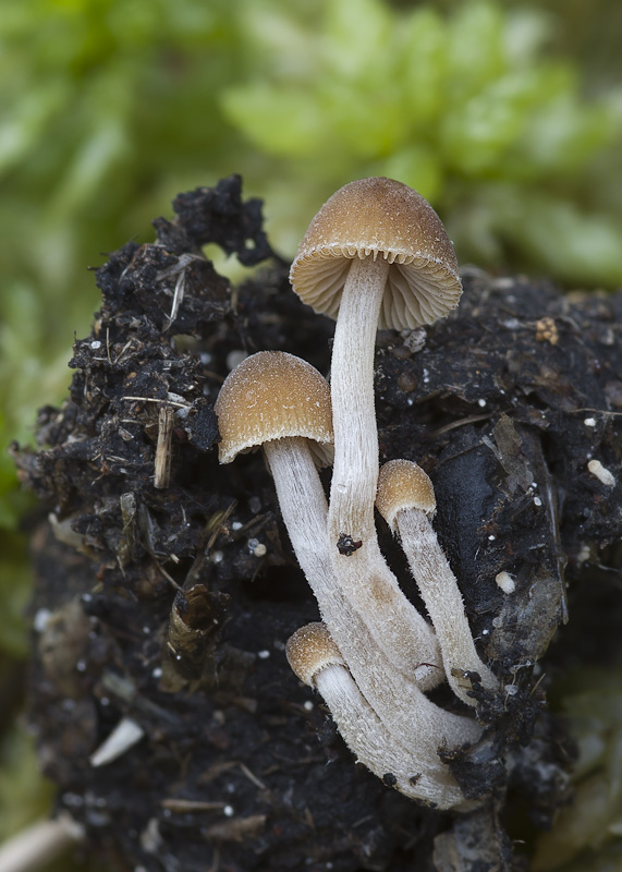 Psathyrella tenuicula